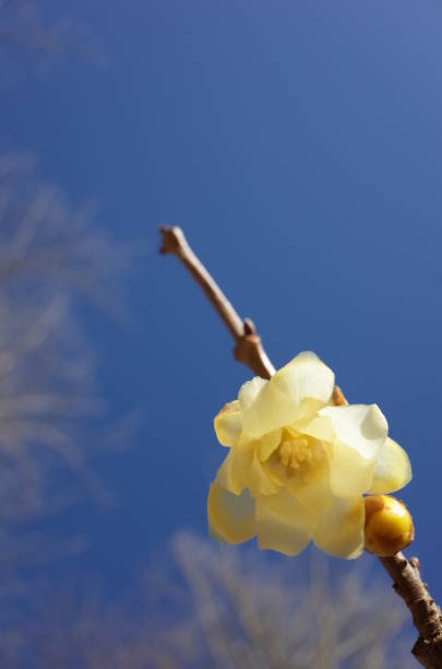 istock Flower of Winter Sweet 954505620