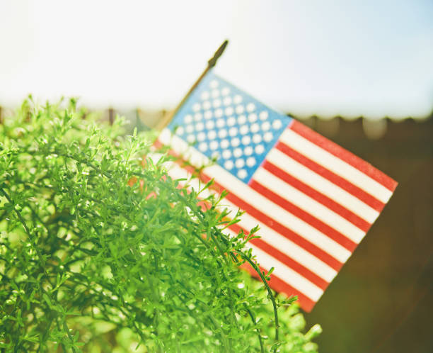 istock American flag and greenery with beautiful backlight 954506608