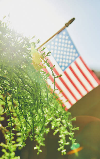 istock American flag and greenery with beautiful backlight 954506610