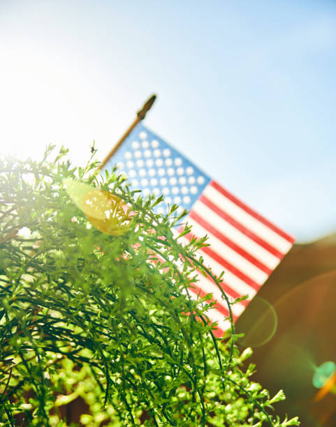 istock American flag and greenery with beautiful backlight 954508642