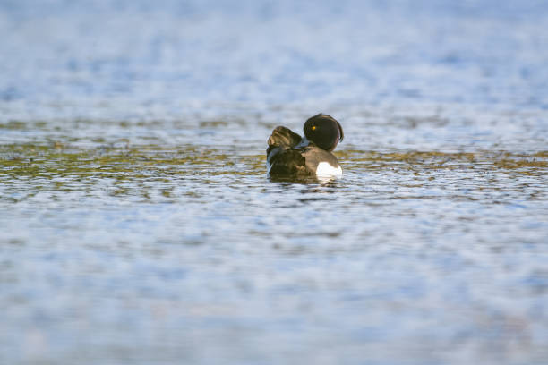 istock Tufted duck swimming on a lake 954510422