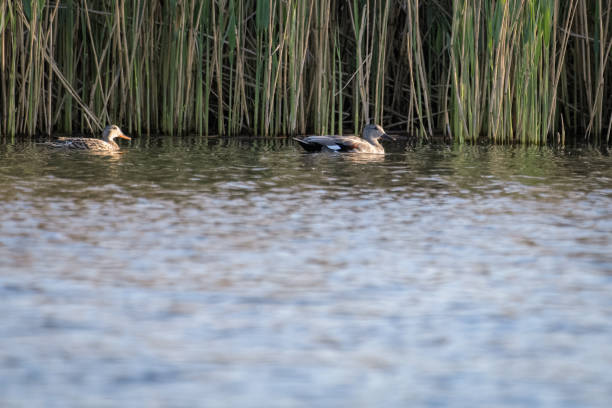 istock Gadwall duck on a lake 954510436
