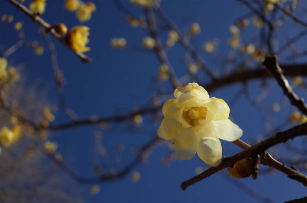 istock Flower of Winter Sweet 954510842
