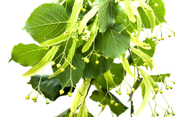 istock Linden flowers on white 954514222