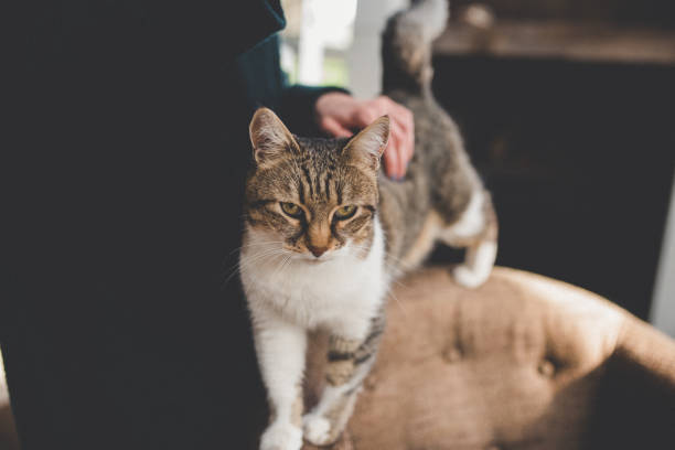 istock Owner playing with cute funny cat at home 954514450