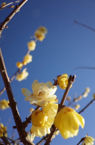 istock Flower of Winter Sweet 954514776