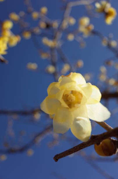 istock Flower of Winter Sweet 954514880