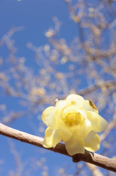 istock Flower of Winter Sweet 954515046
