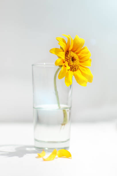istock Beautiful sunflower in a vase on the table 954515080