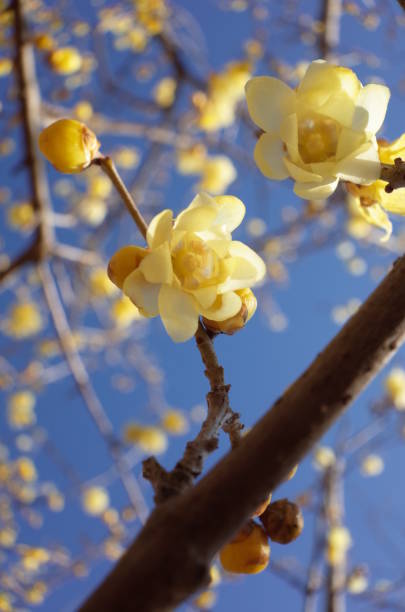 istock Flower of Winter Sweet 954515098