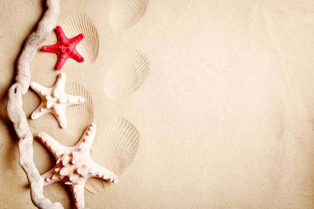 Landscape with shells on tropical beach. Rest on the beach. Travel. Background with copy space