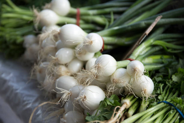 pearl onions - root hair imagens e fotografias de stock