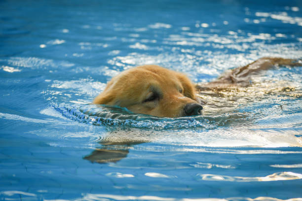 istock Golden Retriever Puppy Exercise in Swimming Pool 954518526