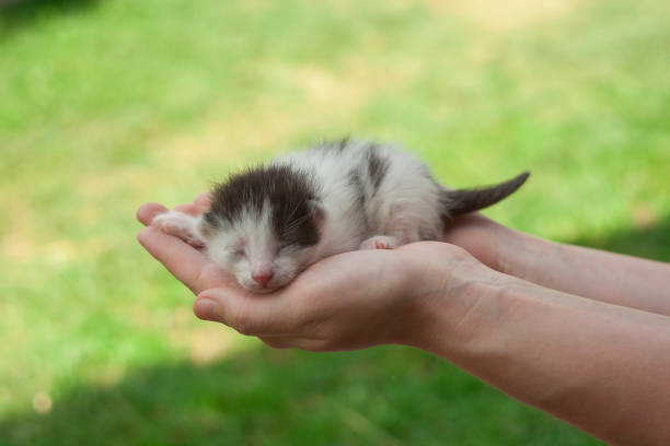 istock newborn baby cat 954519060