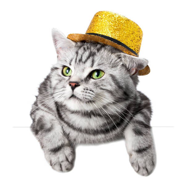 istock Pretty cat with a hat over a white banner 954519438