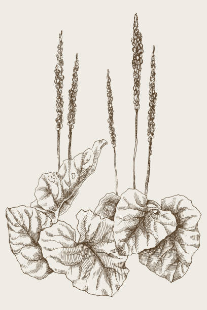 큰 질경이 또는 주요 장. 빈티지 식물 새겨진된 그림입니다. 벡터 디자인 - plantain major herb greater stock illustrations