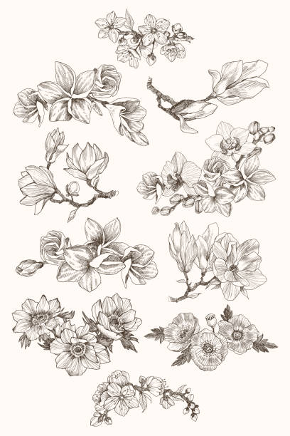 Great collection of highly detailed hand drawn flowers isolated on white background. Magnolia, poppy, plumeria, anemone, orchid. For invitation, logo, wedding, design. Vector Botany. Set. Vintage flowers. Black and white illustration in the style of engravings. flower drawings stock illustrations
