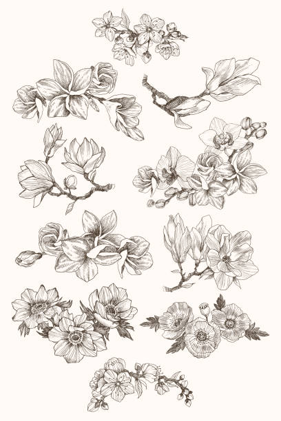 Great collection of highly detailed hand drawn flowers isolated on white background. Magnolia, poppy, plumeria, anemone, orchid. For invitation, logo, wedding, design. Vector Botany. Set. Vintage flowers. Black and white illustration in the style of engravings. magnolia flower icon stock illustrations