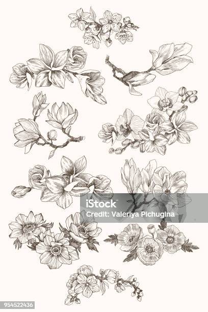 Great Collection Of Highly Detailed Hand Drawn Flowers Isolated On White Background Magnolia Poppy Plumeria Anemone Orchid For Invitation Logo Wedding Design Vector Stock Illustration - Download Image Now