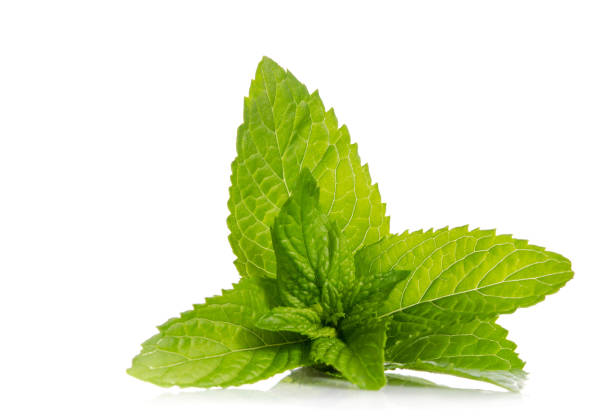 istock green leaves of fresh mint  isolated on white background 954522478