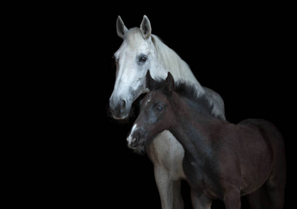 arabian mare with a foal isolated on black background. - horse arabian horse arabia white imagens e fotografias de stock