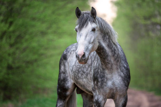 Portrait of a beautiful Arabian stallion.