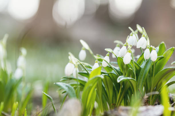 White blooming snowdrop folded or Galanthus plicatus. Spring sunny day in the forest. stock photo