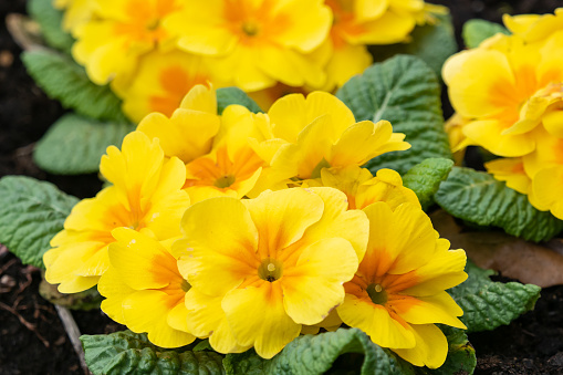 Yellow primula flowers in blossom close up