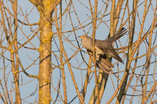 Calling common cuckoo (Cuculus canorus) perching in a willow.
