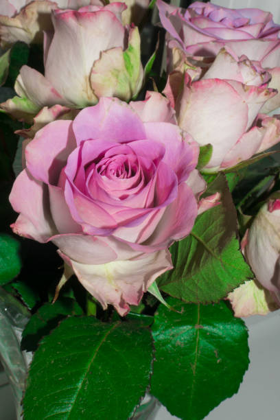 istock beautiful fresh purple roses with green leaf 954528730