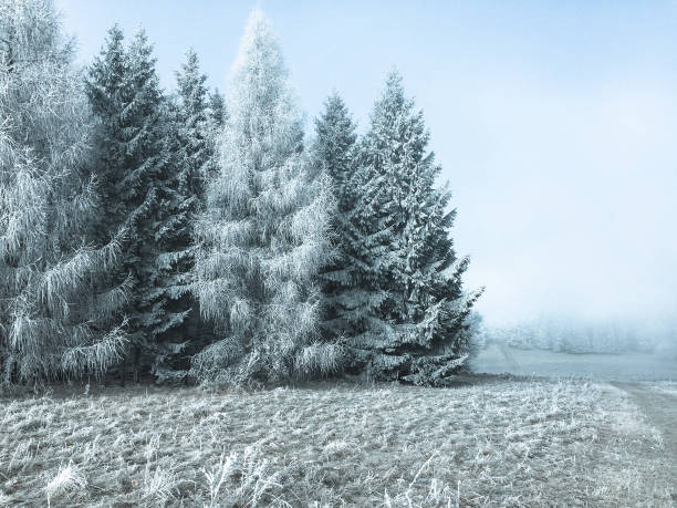 istock Frozen forest in Germany in the winter time 954529136