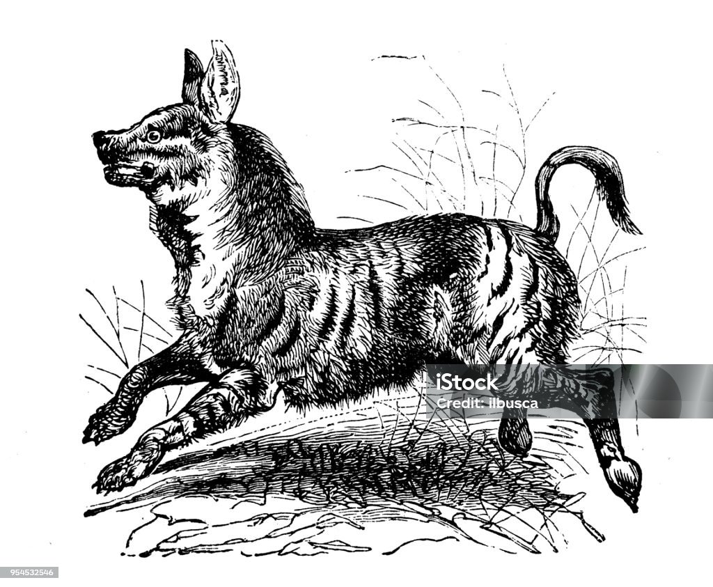Animals antique engraving illustration: Striped Hyaena 19th Century stock illustration
