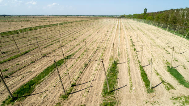 istock Aerial view on hops field. Field of hops before harvesting. 954532908