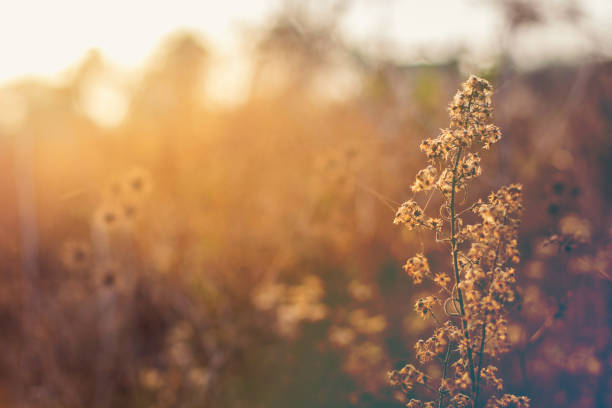 istock yellow autumn grass and sunset 954534744