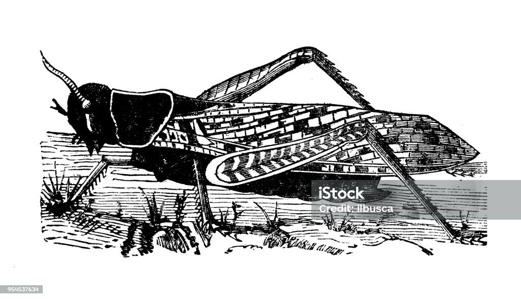 Animals antique engraving illustration: Migratory or Eastern Locust 19th Century stock illustration