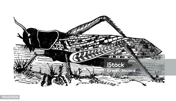 Animals Antique Engraving Illustration Migratory Or Eastern Locust Stock Illustration - Download Image Now