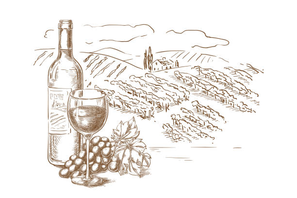 ilustraciones, imágenes clip art, dibujos animados e iconos de stock de ilustración de vector de viñedo paisaje bosquejo. botella de vino rojo, gafas, vid, etiqueta dibujada a mano elementos de diseño - vine label grape wine