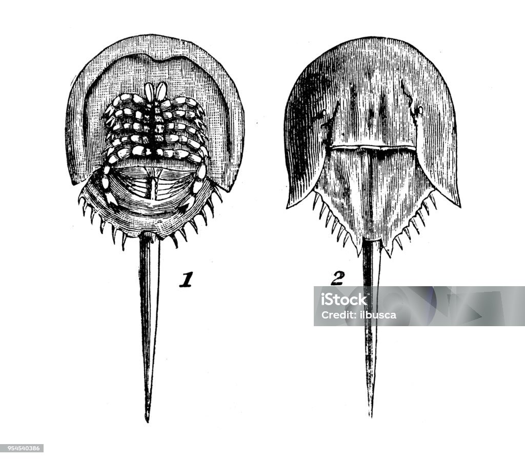 Animals antique engraving illustration: King Crab Horseshoe Crab stock illustration