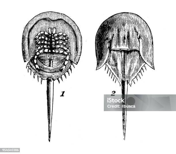 Animals Antique Engraving Illustration King Crab Stock Illustration - Download Image Now - Horseshoe Crab, Drawing - Art Product, 19th Century