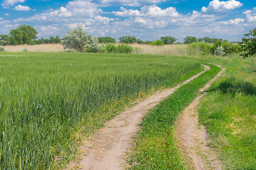 Sunny spring landscape with an earth road at the edge of agricultural fields with green wheat near Dnipro city in central Ukraine
