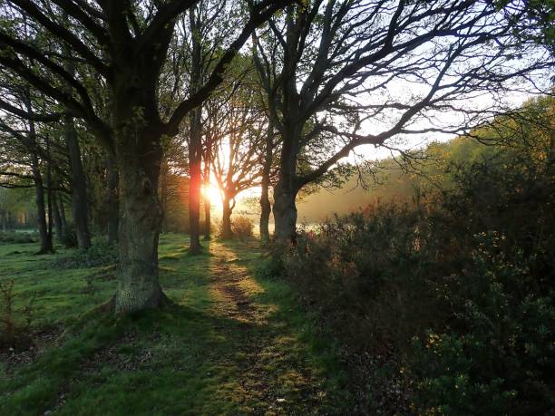 istock Sunrise through trees, Chorleywood Common 954543824
