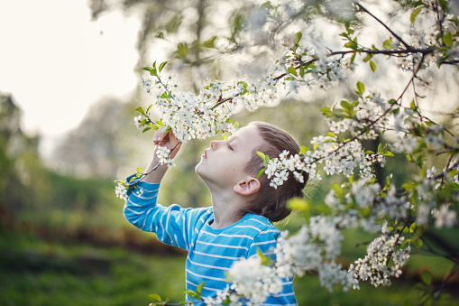 Cute little boy is sniffing blooming flowers in a spring park.