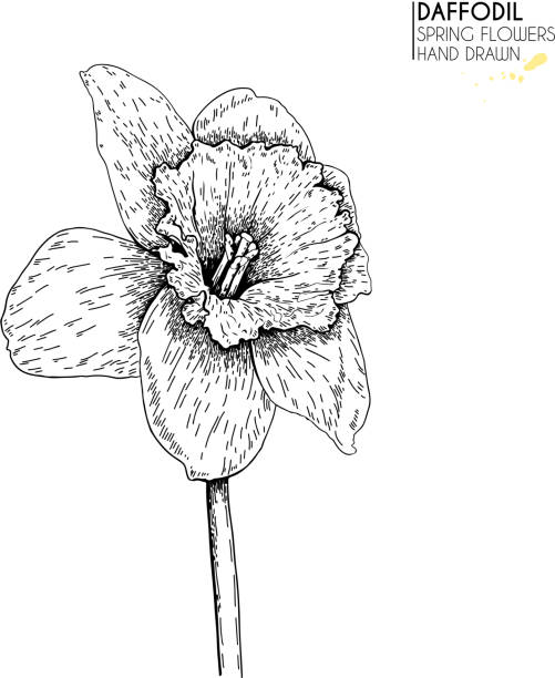 istock Hand drawn set of daffodil or narcissus flowers. Vector engraved art. Spring garden blossoms. Monocrome sketch. Good for wedding card, party decoration, greeting flyer, poster, banner design. 954544542
