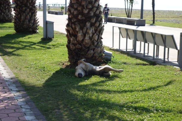 A dog is resting in the shadow of a palm tree, Batumi
