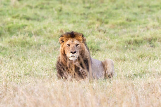 istock Alert lion in the Masai Mara 954548204