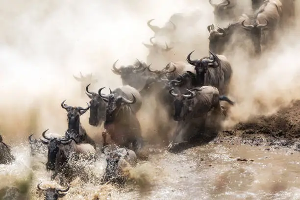 Wildebeest crossing the Mara River during the annual great migration. Every year millions will make the dangerous crossing when migrating between Tansania and the Masai Mara in Kenya.