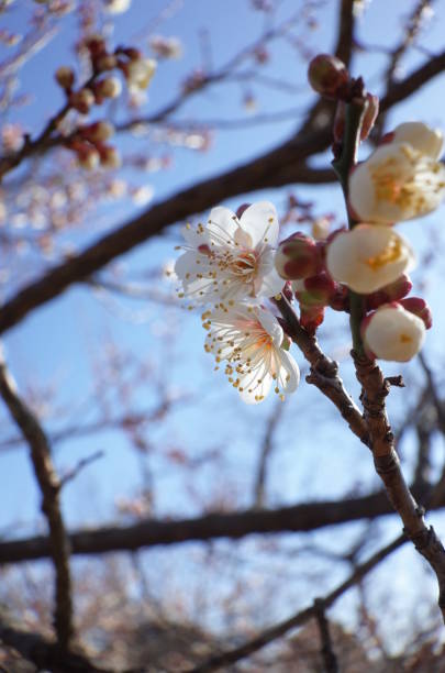 istock White Flower of Japanese Plum Tree 954548904