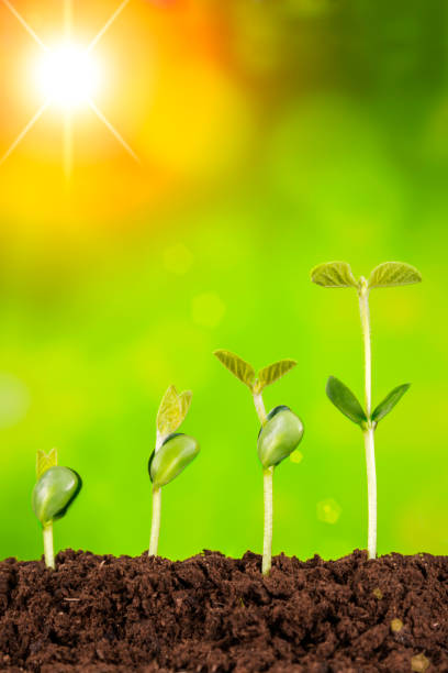 istock business growth:plant growing in soil on green background 954549594