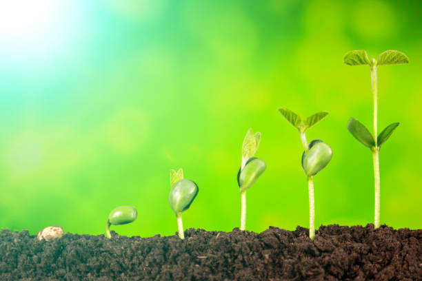 istock business growth:plant growing in soil on green background 954552078