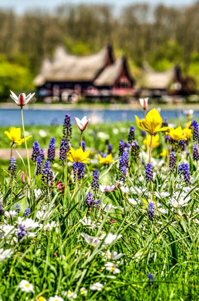 sping flowers in kralingen - usa restaurant flower bed beauty in nature imagens e fotografias de stock